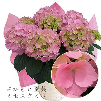 美空 限定MD 紫陽花の咲く道 美空 限定MD 紫陽花の咲く道